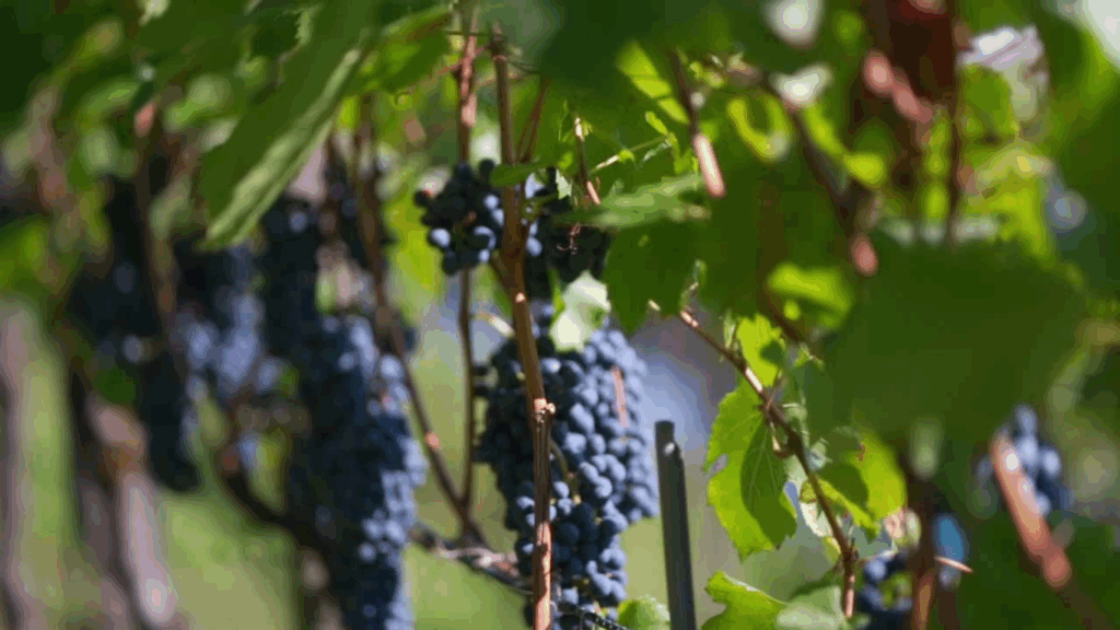 Vigne Pinot Noir. Sous le soleil généreux de la Côte vaudoise, les grappes atteignent leur maturité optimale, offrant des vins élégants et équilibrés. Chaque raisin raconte l’histoire de notre terroir et de notre savoir-faire viticole.