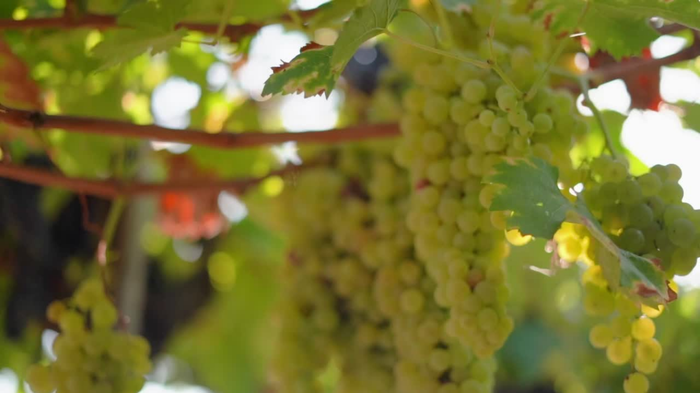 Vignes du Domaine Haute-Cour à Mont-sur-Rolle