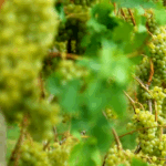 Vigne de Mont-sur-Rolle. Sous le soleil généreux de la Côte vaudoise, les grappes atteignent leur maturité optimale, offrant des vins élégants et équilibrés. Chaque raisin raconte l’histoire de notre terroir et de notre savoir-faire viticole.