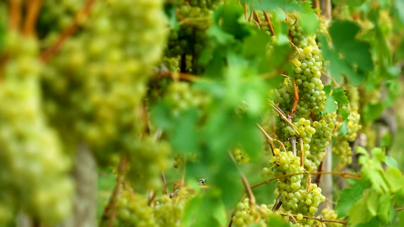Chasselas de Mont-sur-Rolle Sous le soleil généreux de la Côte vaudoise, les grappes atteignent leur maturité optimale, offrant des vins élégants et équilibrés. Chaque raisin raconte l’histoire de notre terroir et de notre savoir-faire viticole.
