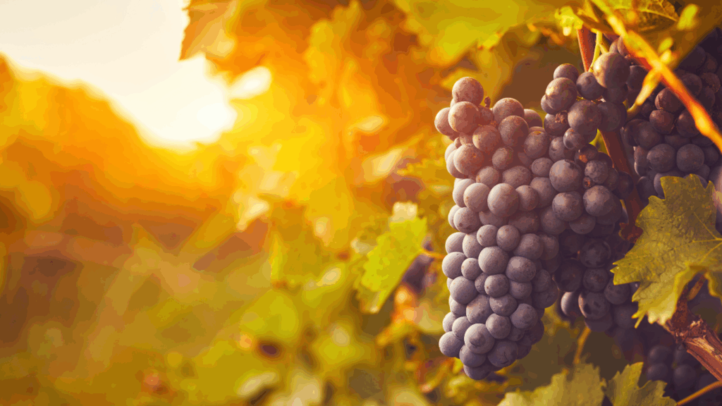 Grappe de raisin rouge mûr sur pied, sous le soleil d'été de Mont-sur-Rolle